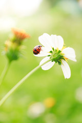 Fototapeta premium ladybug on a flower