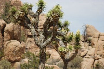 Joshua Tree