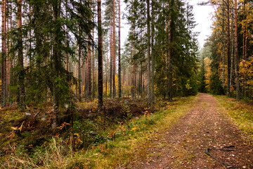 Autumn in the forest with brightly colored trees and foliage on the way / Sweden