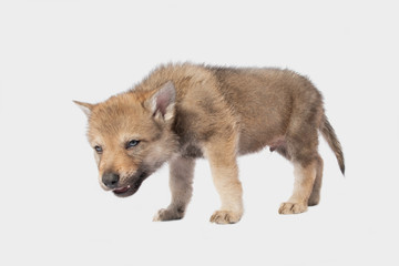 Czechoslovakian Wolfdog puppy isolated on white background