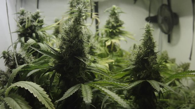 Large Ripe Green Buds of Legal or Illegal Cannabis Sway In a Grow Box or Greenhouse. Fluorescent Lamp Shines, Fans are Working. Wide Shot