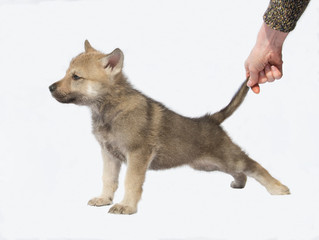 Czechoslovakian Wolfdog puppy isolated on white background