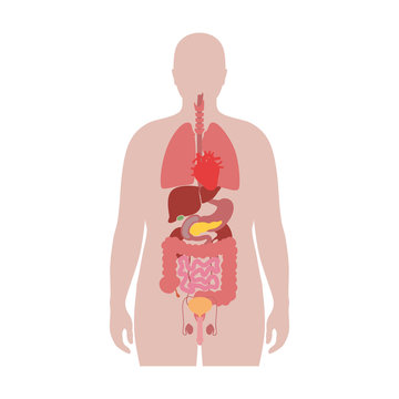 internal organs of obese man