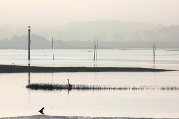 Paysages Bassin d'Arcachon
