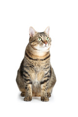 Beautiful cat sitting on white background