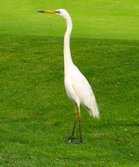 Fototapeta premium Eastern Great Egret (Ardea modesta)