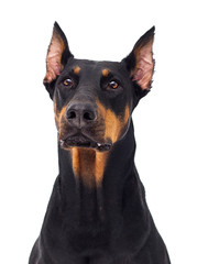 dog looks on an isolated background