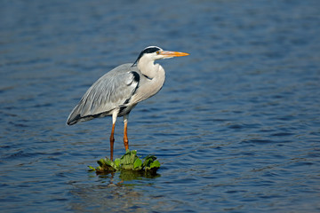 Grey heron (Ardea cinerea) standing in shallow water, Kruger National Park, South Africa.