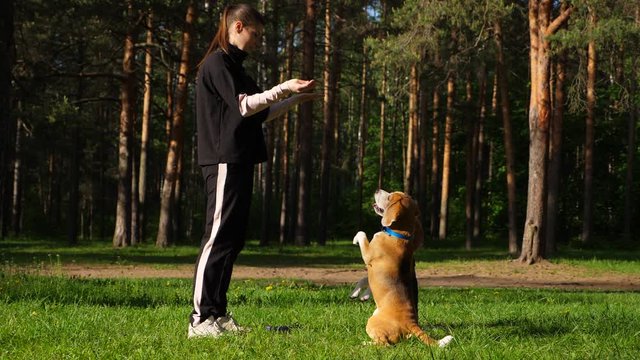 Woman give command by hand, two dogs raise to begging position. Girl train young beagles at forested park, slow motion shot