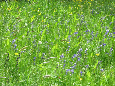 Bluebell fields in the spring