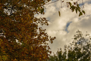 tall tree autumn, yellow leaves