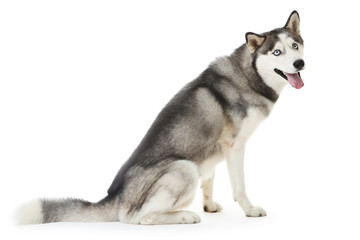 Husky dog isolated on white background