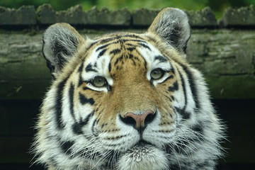 Beautiful female tiger at the zoo