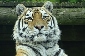 Beautiful female tiger at the zoo