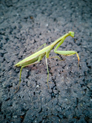 European mantis, Praying mantis, Mantis religiosa on city asphalt
