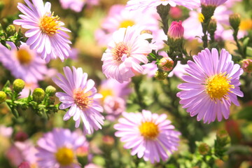 Aster novi-belgii, now Symphyotrichum novi-belgii, garden flowers