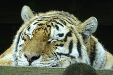 Beautiful female tiger at the zoo