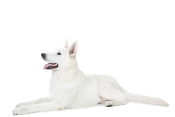 Swiss shepherd dog lying on white background