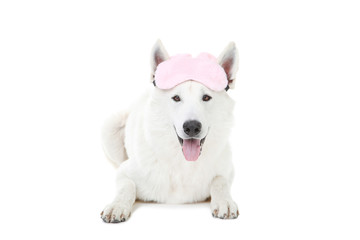 Swiss shepherd dog with sleeping mask on white background