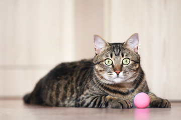 Beautiful cat with ball toy lying on the floor