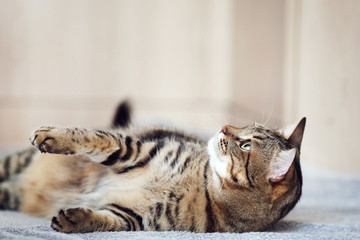 Beautiful cat lying on the plaid