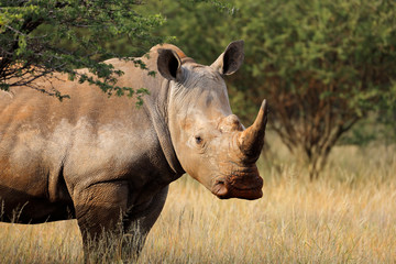 Portrait of a white rhinoceros (Ceratotherium simum) in natural habitat, South Africa.