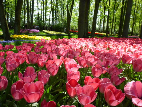 Champ de tulipes roses florissantes dans un parc bois&eacute; au printemps