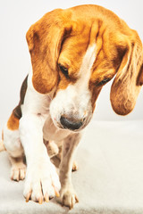 Adorable Beagle dog gives his paw on bright background. Obedience and training concept