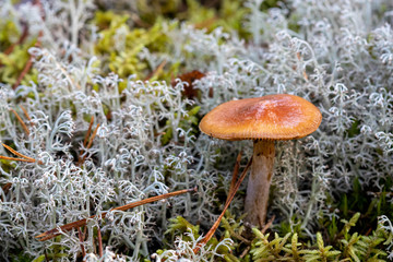 Single mushroom next to grey lichen