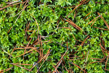 Pine needles on green moss