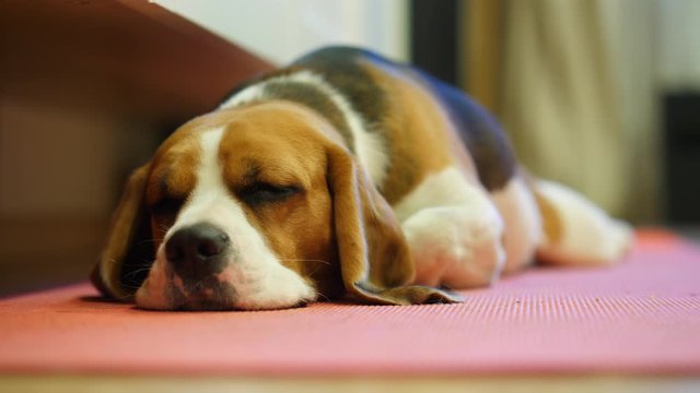 Sweet beagle doze on floor, stretch out body at yoga mat. Funny drop ears, close up shot of adorable muzzle. Lovely pet rest at bedroom
