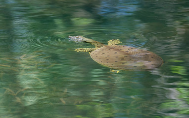 Softshell Turtle