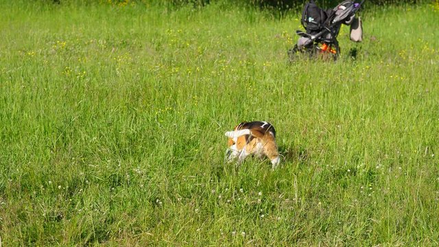 Young sportive dog learn how to play as soccer goal keeper, ball fly over and beagle rush to pursue and stop it