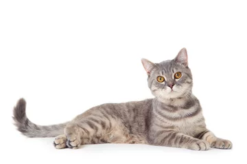 Foto op Plexiglas Beautiful cat lying on white background © 5second