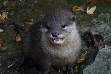 Cute baby otters at the zoo