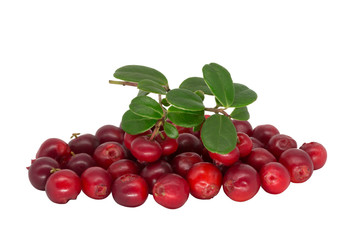Ripe lingonberry on a white background isolated