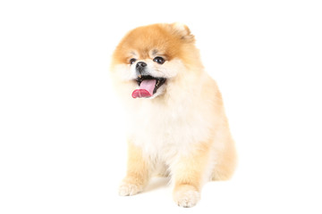 Pomeranian dog isolated on white background