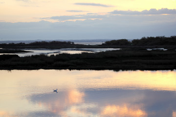Fototapeta premium Paysages Bassin d'Arcachon