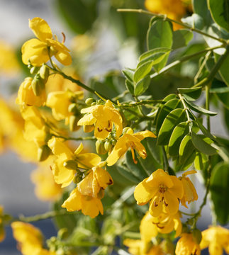 Senna Siamea or Kasood, an ornamental evergreen tree with yellow flowers between green-reddish alternate leaves