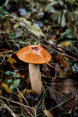 picking mushrooms in the forest