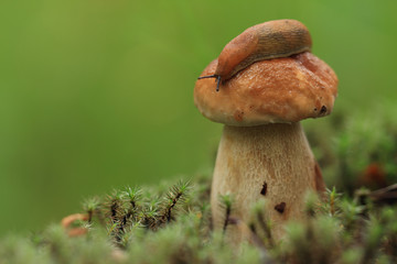 Slug on a mushroom hat. (Cep)