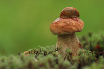 Slug on a mushroom hat. (Cep)