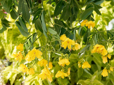 Senna Siamea or Kasood, an ornamental evergreen tree with yellow flowers between green-reddish alternate leaves
