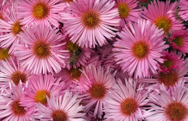Viele rosa Blumenblüten mit Wildbiene