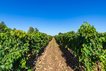 Fototapeta na wymiar Row vine grape vineyards at Lauraguel countryside village background, France