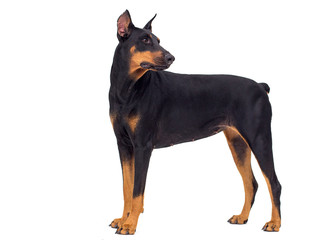 dog Doberman breed looks on an isolated background