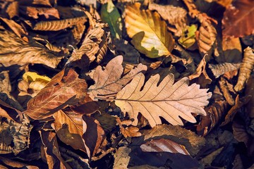 Fototapeta na wymiar Fallen autumn leaves on the ground
