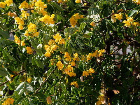 Senna Siamea or Kasood, an ornamental evergreen tree with yellow flowers between green-reddish alternate leaves