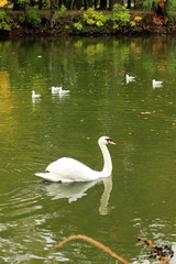 Obraz premium swan on the lake