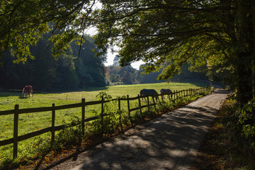 Bucolic countryside scene of a paddock with horses eating grass bordered by overhanging trees and a narrow road and surrounded by a rustic wooden fence